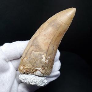 博物館クラス イクチオサウルス化石 : ギャラリーメイスン ヤフー店