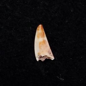希少 コエロフィシス 化石 歯 恐竜 本物 ニューメキシコ州産 10.05mm
