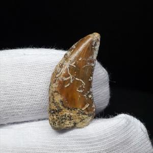 巨大ワニ サルコスクス 歯 本物 化石 恐竜 ニジェール産 75.87mm