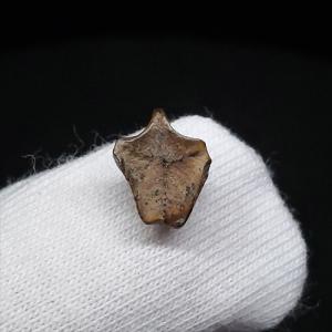 希少 異常巻き アンモナイト 化石 本物 フランス産 250mm プレゼント