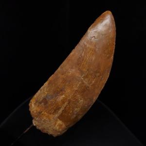 巨大ワニ サルコスクス 歯 本物 化石 恐竜 ニジェール産 75.87mm