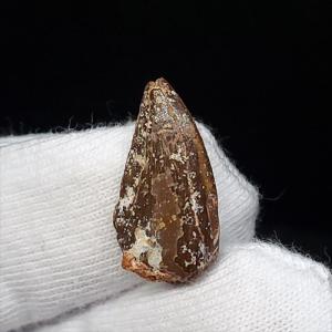 希少 ティラノサウルス類 化石 骨 恐竜 本物 ゴビ砂漠産 101.33mm