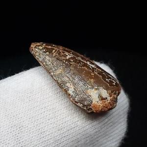 美品 ラプトル 化石 歯 恐竜 本物 モロッコ...の詳細画像4