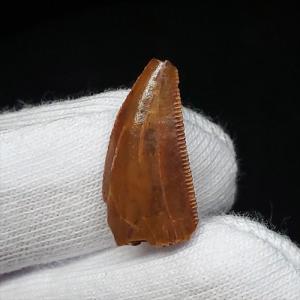 巨大ワニ サルコスクス 歯 本物 化石 恐竜 ニジェール産 75.87mm