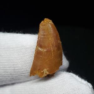 希少 恐竜 卵 化石 本物 フランス産 200mm プレゼント ギフト eb1