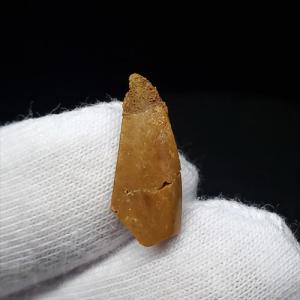 博物館級 アランカ 翼竜 爪 化石 本物 モロッコ産 61.84mm プレゼント