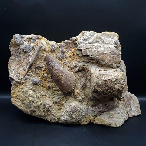母岩付き ティラノサウルス 化石 歯 本物 アメリカ産 250mmプレゼント ギフト fy4