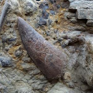 母岩付き ティラノサウルス 化石 歯 本物 ア...の詳細画像1