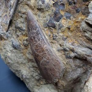 母岩付き ティラノサウルス 化石 歯 本物 ア...の詳細画像2