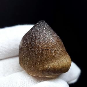 希少 恐竜 卵 化石 本物 フランス産 200mm プレゼント ギフト eb1