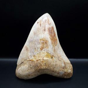 希少 グラレーター 恐竜 足跡 化石 本物 フランス産 230mm プレゼント