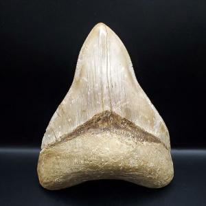 化石 サメの歯　メガロドン　インドネシア　130mm　No.654 化石 サメの歯 メガロドン インドネシア 130mm No.654 極上