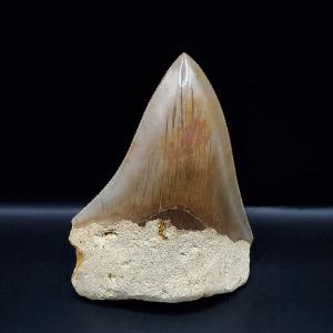 メガドロン　化石　歯　標本　鉱物 メガドロン 化石 歯 標本 鉱物