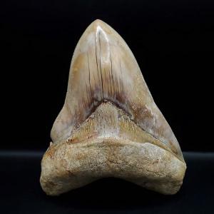 化石 サメの歯・メガロドン・インドネシア・8cm・No.858 極上 メガロドン 歯 化石 本物 インドネシア 127.05mm