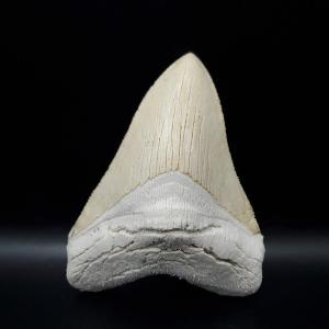 1 本の巨大な美しいメガロドン歯化石サメの歯 : FUKU Store - 通販