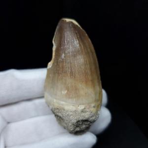 極上 ウミユリ トラウマトクリヌス 化石 本物 貴州省産 46cmプレゼント