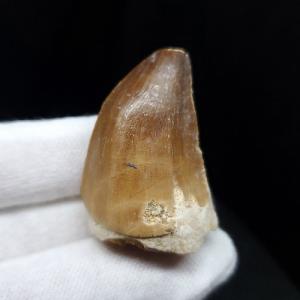 希少 ティラノサウルス類 化石 骨 恐竜 本物 ゴビ砂漠産 101.33mm