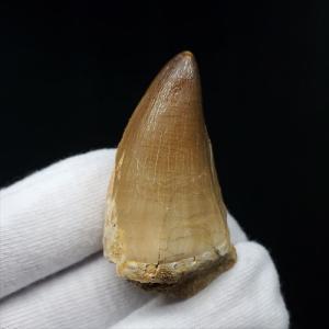 モササウルス 化石 歯 本物 モロッコ産 27.67mm プレゼント ギフト