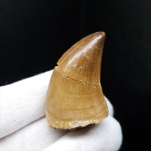 極上 ウミユリ トラウマトクリヌス 化石 本物 貴州省産 46cmプレゼント