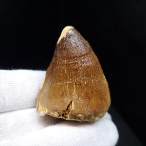 モササウルス 化石 歯 本物 モロッコ産 27.67mm プレゼント ギフト