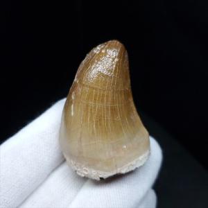 モササウルス 化石 歯 本物 モロッコ産 27.67mm プレゼント ギフト