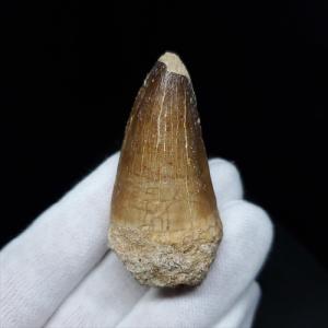 特特大 カルカロドントサウルス 歯の化石 本物 モロッコ産 122.96mm