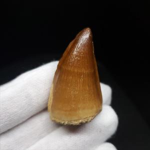 極上 ウミユリ トラウマトクリヌス 化石 本物 貴州省産 46cmプレゼント