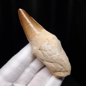 極上 古代魚 パラエロプス 全身 化石 本物 サンタナ層産 67.3cm