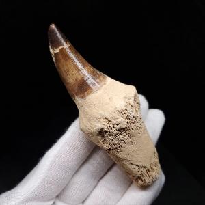 希少 ティラノサウルス類 化石 骨 恐竜 本物 ゴビ砂漠産 101.33mm