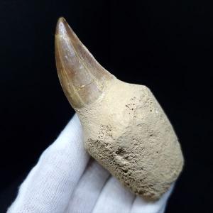 博物館級 ケラトサウルス 化石 骨 歯 恐竜 本物 ポルトガル産