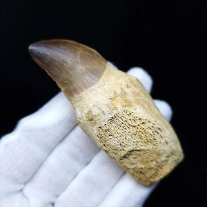 巨大ワニ サルコスクス 歯 本物 化石 恐竜 ニジェール産 75.87mm