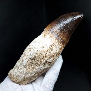 希少 恐竜 卵 化石 本物 フランス産 200mm プレゼント ギフト eb1