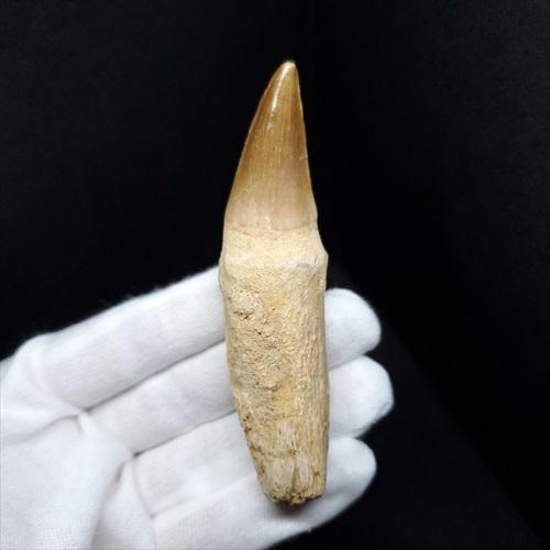 歯根付き モササウルス 化石 歯 本物 モロッコ産 89.62mm プレゼント ギフト mos89