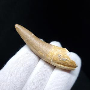 ティラノサウルス 化石 骨 本物 アメリカ産 31.03mm ケース付き
