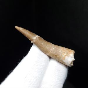 希少 ティラノサウルス類 化石 骨 恐竜 本物 ゴビ砂漠産 101.33mm