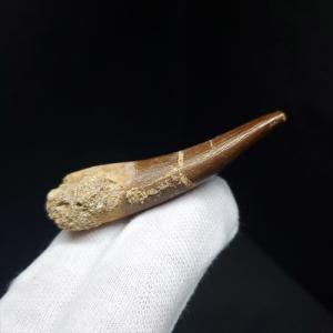 巨大ワニ サルコスクス 歯 本物 化石 恐竜 ニジェール産 75.87mm