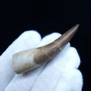 博物館級 アランカ 翼竜 爪 化石 本物 モロッコ産 61.84mm プレゼント