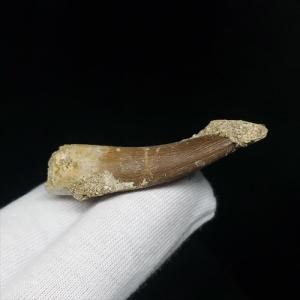 極上 ウミユリ トラウマトクリヌス 化石 本物 貴州省産 46cmプレゼント