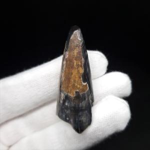 極上 アベリサウルス 歯 本物 化石 恐竜 モロッコ産 mm プレゼント