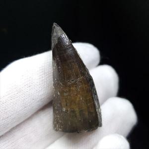 希少 恐竜 卵 化石 本物 フランス産 200mm プレゼント ギフト eb1