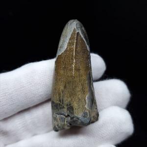 希少 ティラノサウルス類 化石 骨 恐竜 本物 ゴビ砂漠産 101.33mm