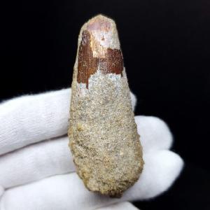 博物館級 メガロサウルス 恐竜 歯 化石 本物 フランス産 29.36mm