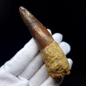 スピノサウルス 歯の化石 大サイズ 本物 モロッコ産 96.55mm(sp233)