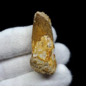 極上 古代魚 パラエロプス 全身 化石 本物 サンタナ層産 67.3cm