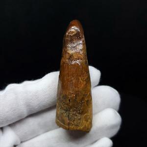 希少 恐竜 卵 化石 本物 フランス産 200mm プレゼント ギフト eb1