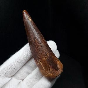 美品 スピノサウルス 本物 モロッコ産 82.41mm プレゼント ギフト 