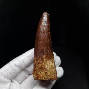 美品 スピノサウルス 本物 モロッコ産 74.70mm ケース付き プレゼント 