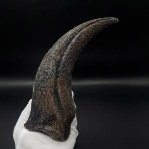 アロサウルス 爪 化石 レプリカ 約177.88mm プレゼント ギフト arr18