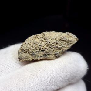 希少 ティラノサウルス類 化石 骨 恐竜 本物 ゴビ砂漠産 101.33mm