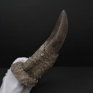 ティラノサウルス 歯 化石 レプリカ 164....の詳細画像1